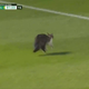 Image for article titled Idiot On The Pitch Is Nearly Trampled, Escapes Unscathed, Has Whiskers, Is A Cat